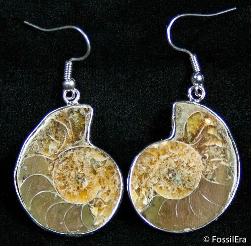 Ammonite Earrings #2606